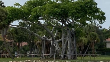 A very cool Banyan tree.