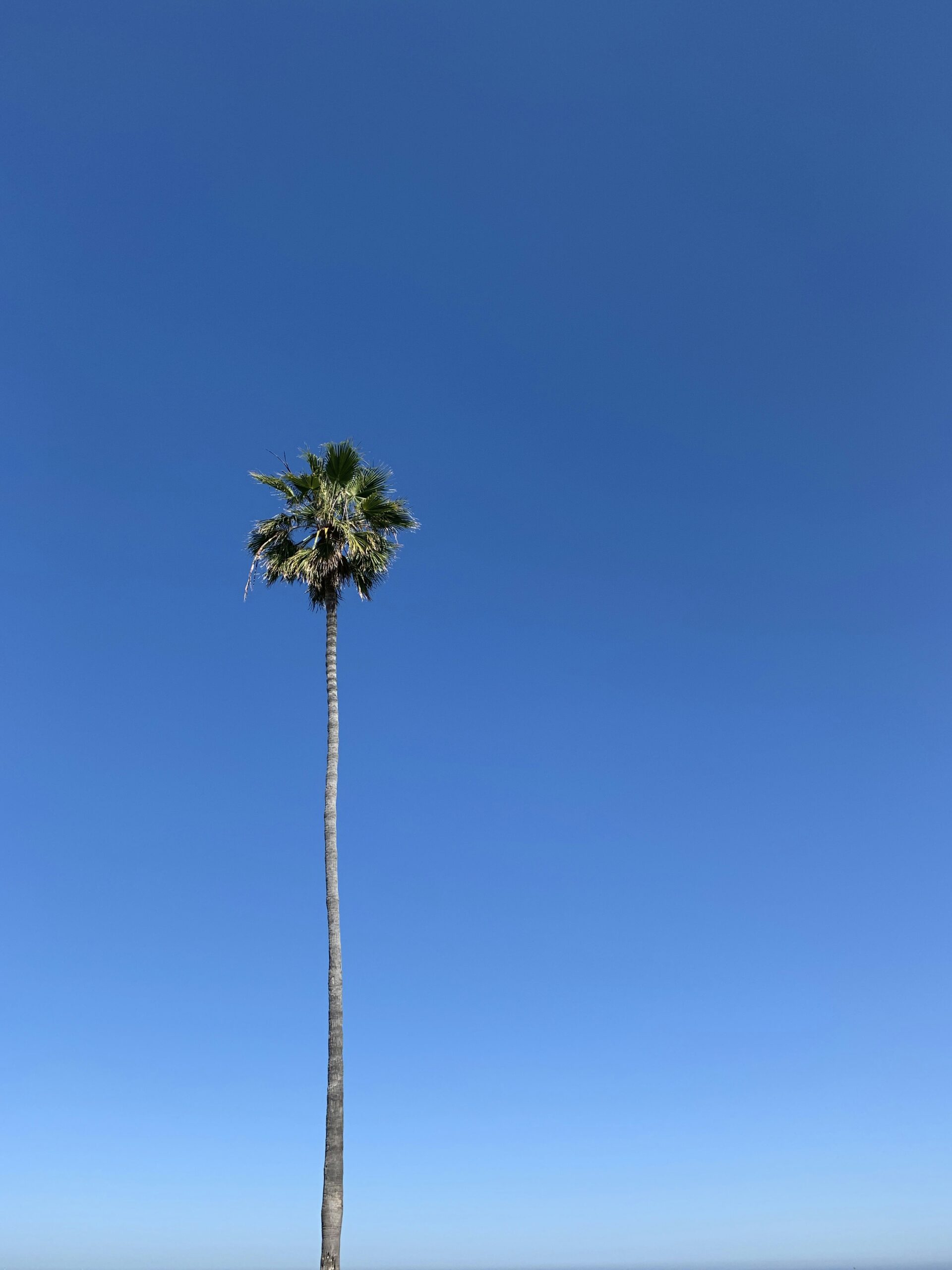 What Are The Regulations For Speed Boating In San Diego?
