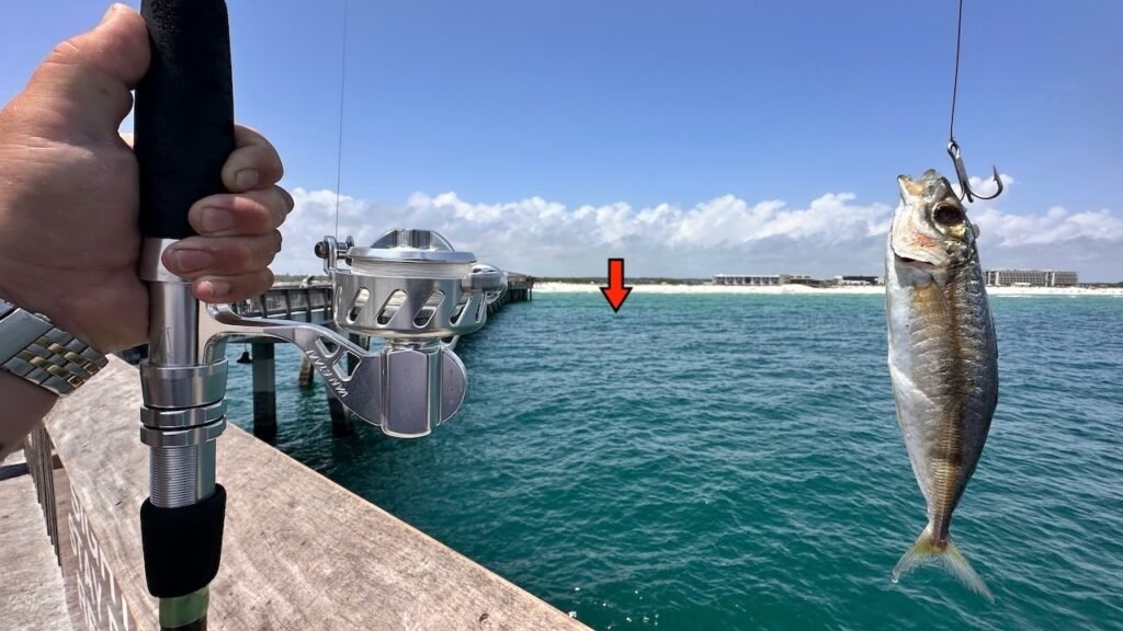 I Made One Cast on this GULF PIER and Caught a GIANT! 